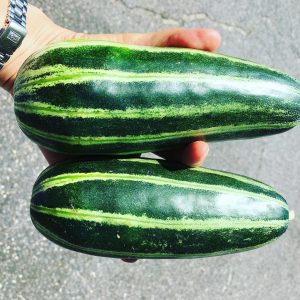 ウリ坊は本当にしま瓜に似てる！｜味噌玉造りの萬年屋