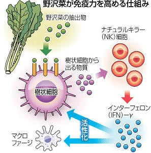 野沢菜食べて、風邪を吹っ飛ばそう！