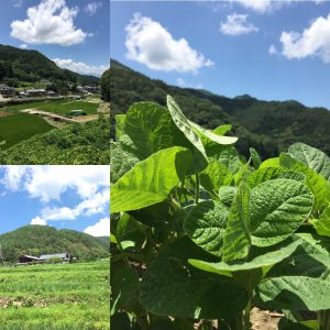 萬年屋の大豆が育ってる！