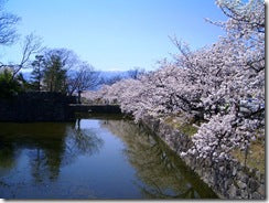 松本城の桜