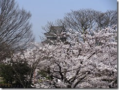 松本城の桜満開