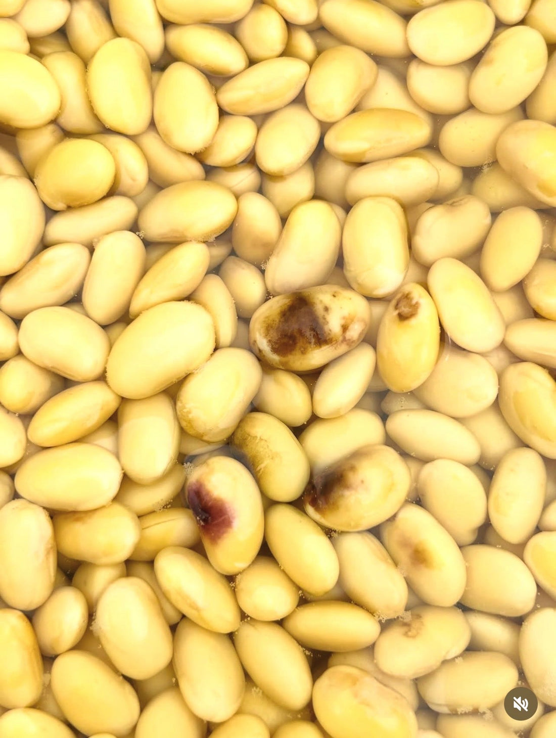 大豆