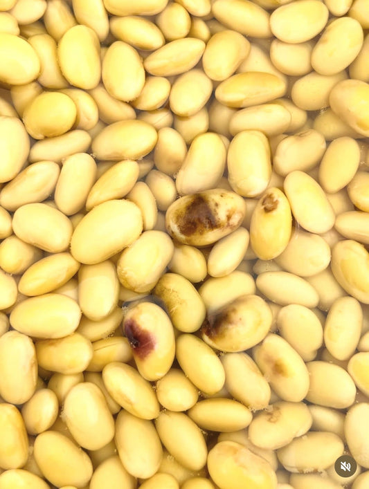大豆