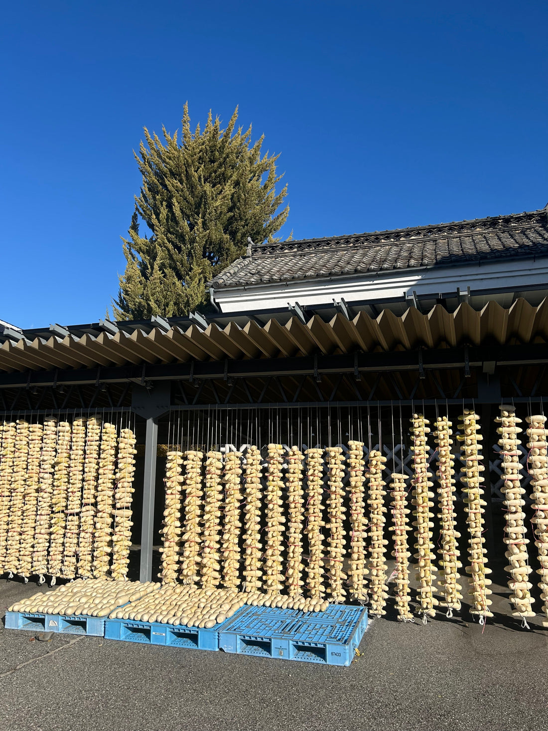 たくあん作り！真っ盛り