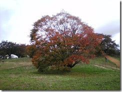 池田町　七色大かえで