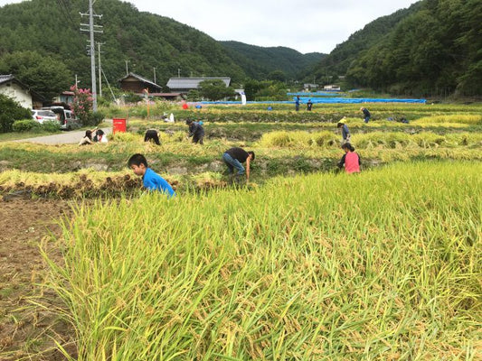 棚田オーナー　1　稲刈り編